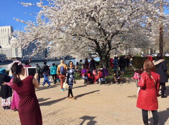 RIOC Aims To Make the Beauty Last Peak Weekend for Cherry Blossoms on Roosevelt Island